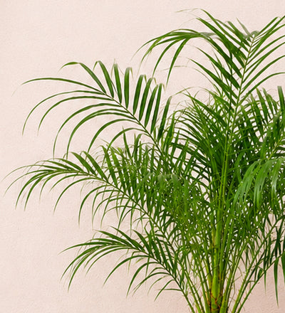 Date Palm