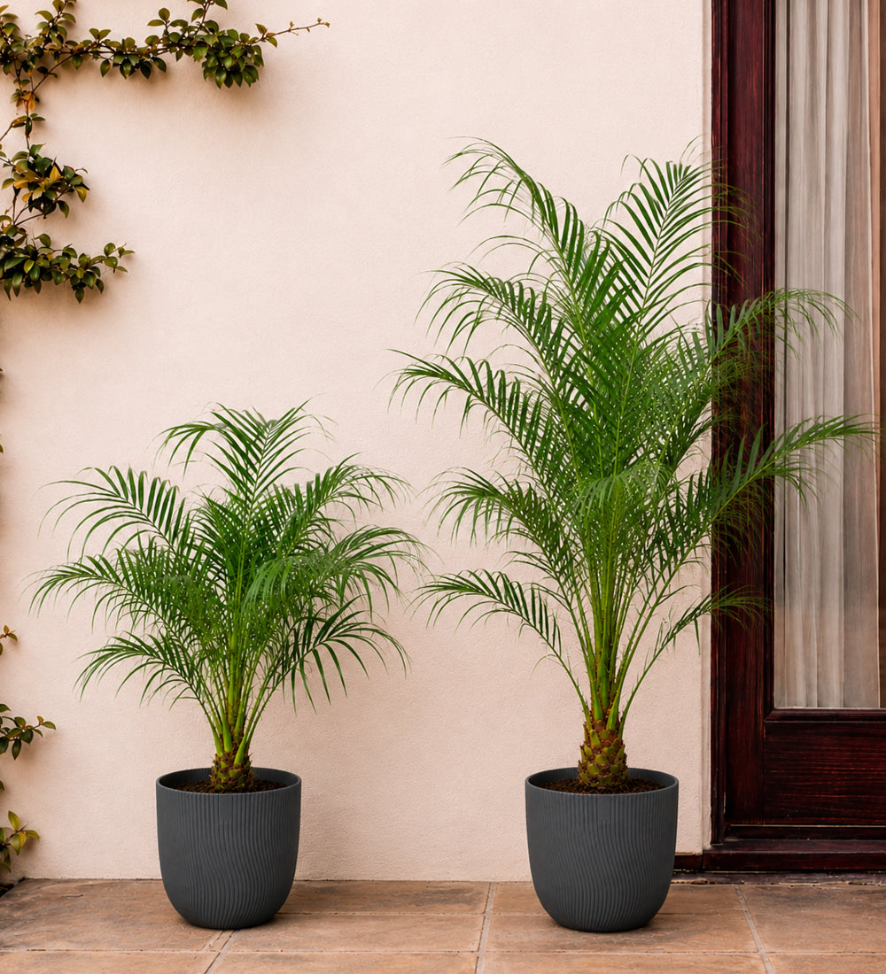 Date Palm