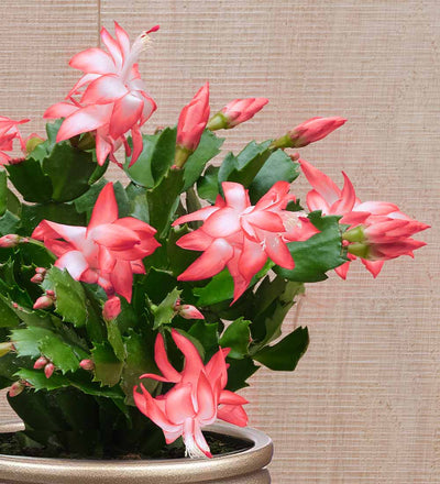 Pink Christmas Cactus & Pot