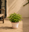 Raspberry Plant