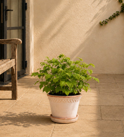 Raspberry Plant