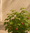 Raspberry Plant