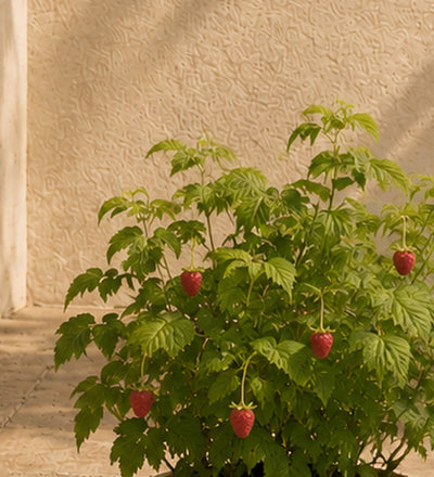 Raspberry Plant