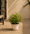 Raspberry Plant