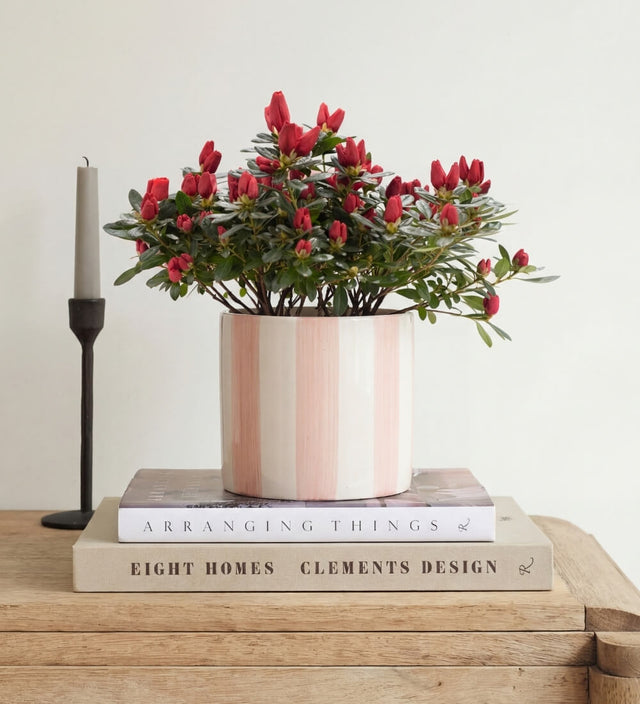 Red Azalea & Pot