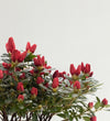 Red Azalea & Pot