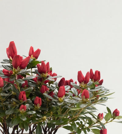 Red Azalea & Pot