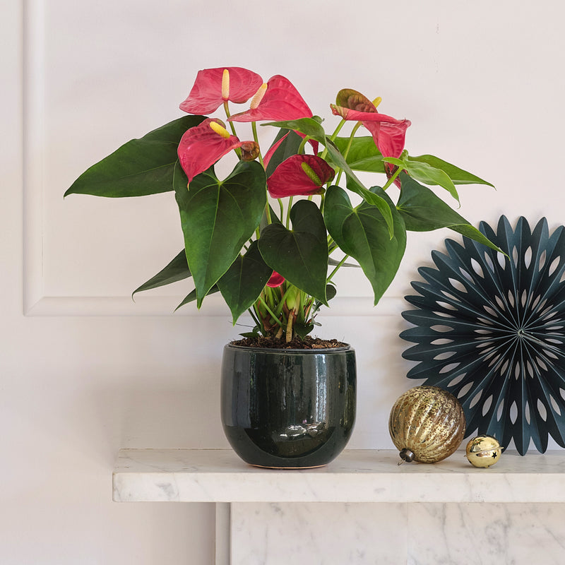 Red Anthurium & Pot
