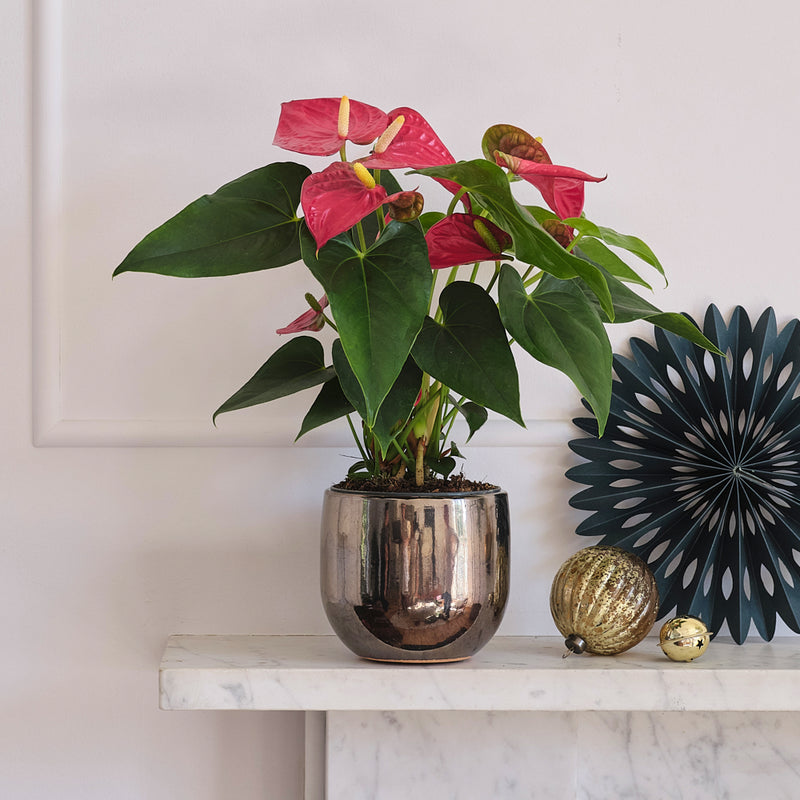Red Anthurium & Pot