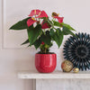 Red Anthurium & Pot