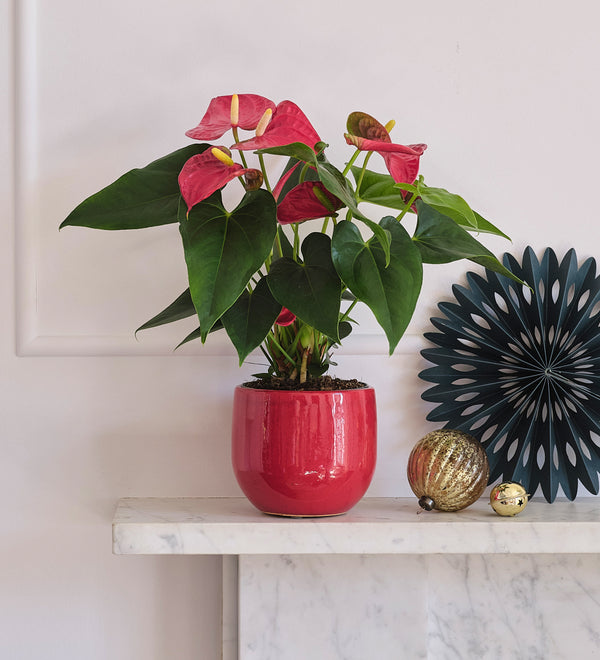 Red Anthurium & Pot
