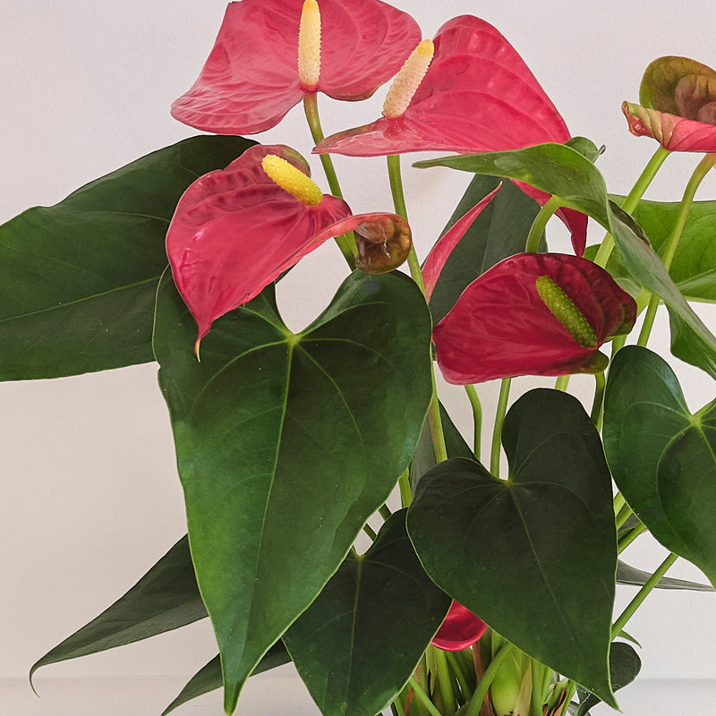 Red Anthurium