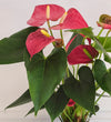 Red Anthurium