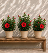 Red Hibiscus