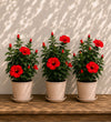 Red Hibiscus