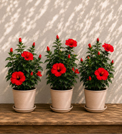 Red Hibiscus