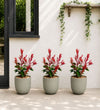 Trio of Small Photinia
