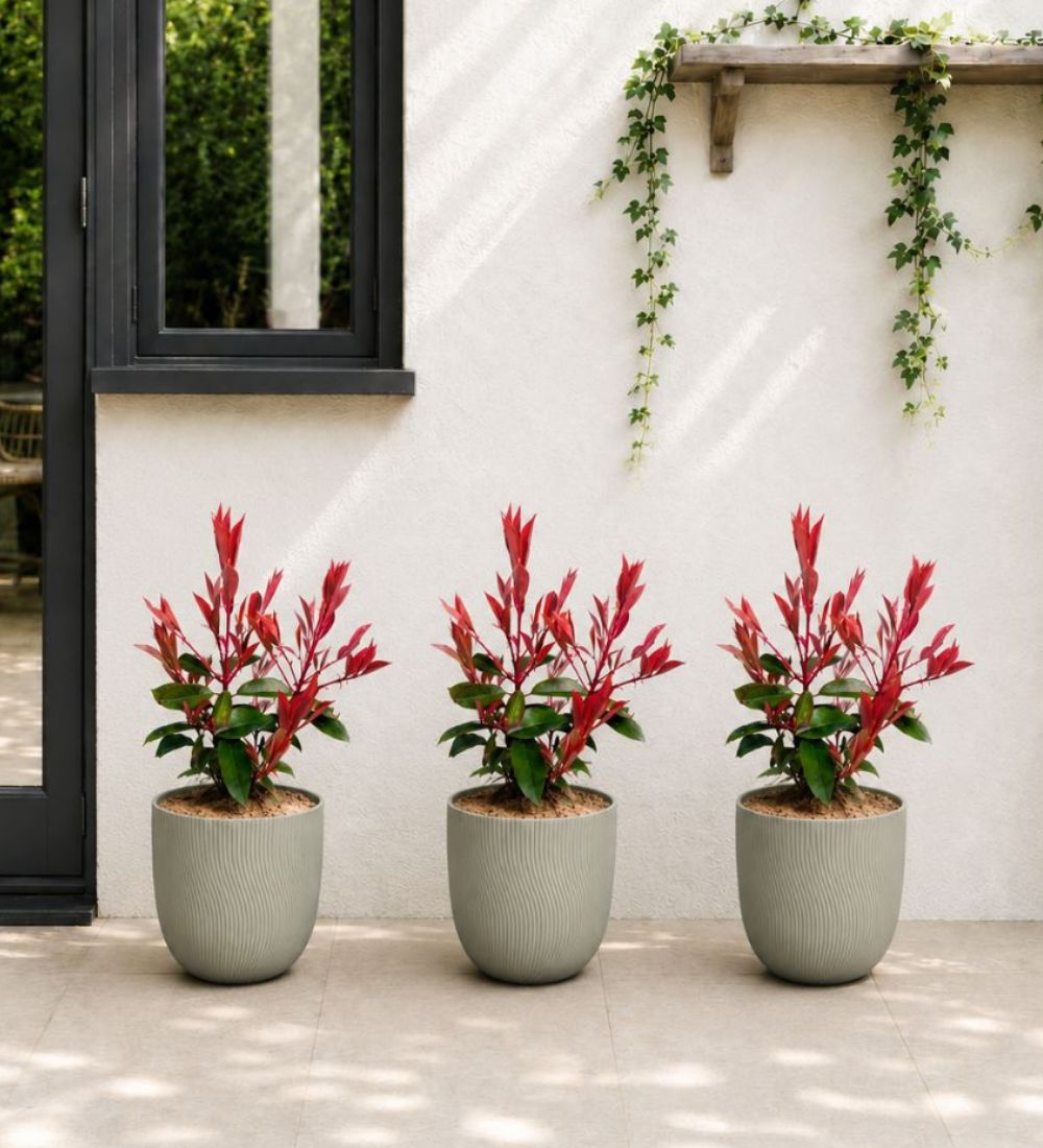 Small Photinia Trio