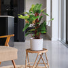 Philodendron Red Emerald
