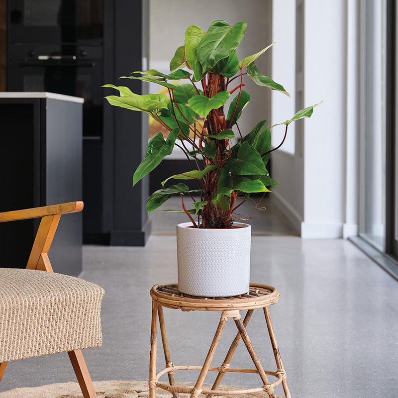 Philodendron Red Emerald