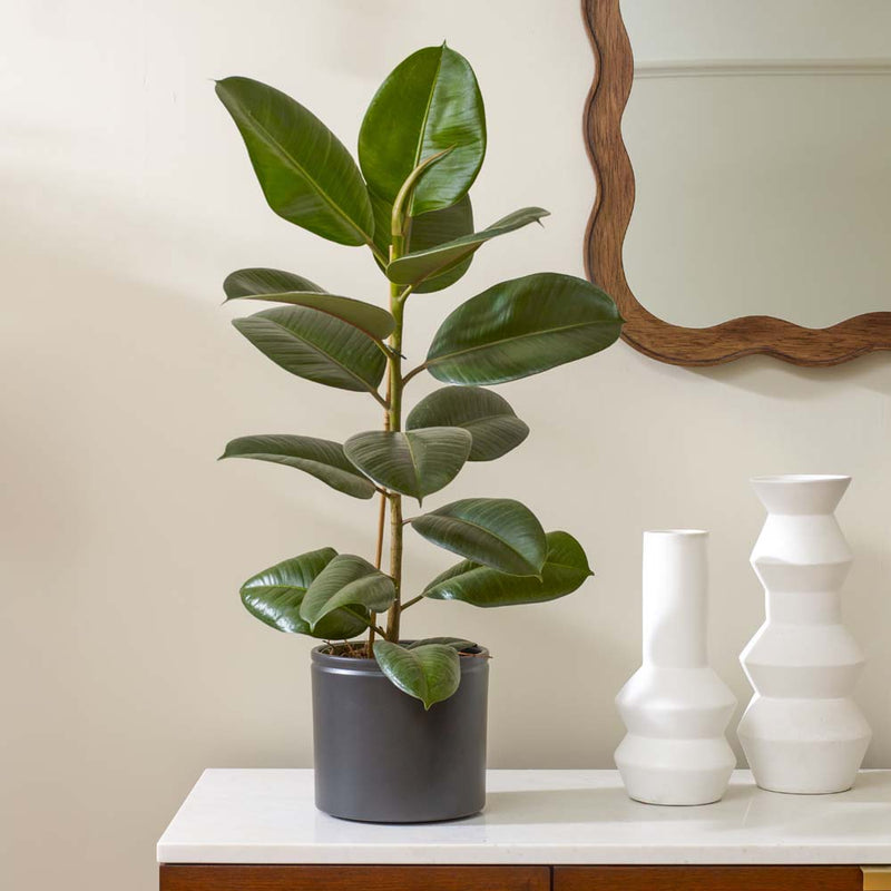 Rubber Plant & Pot