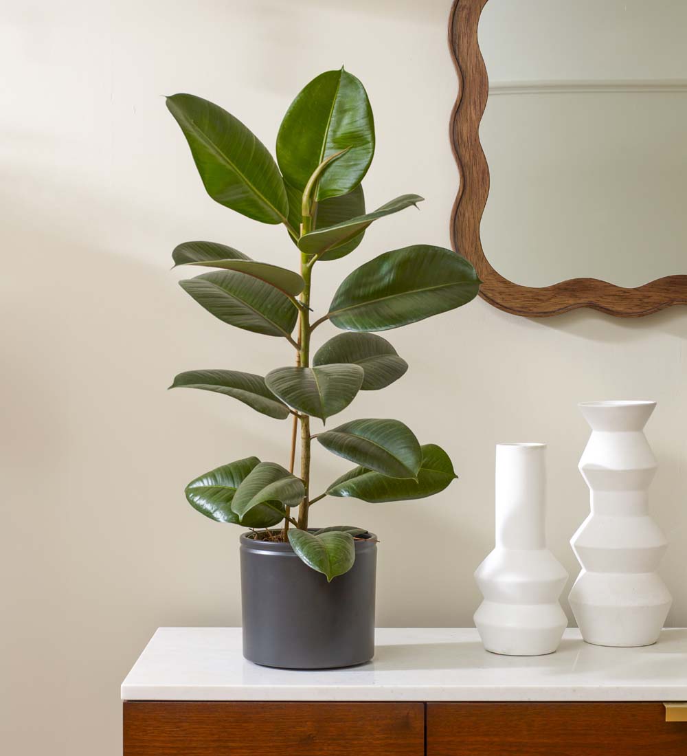 Rubber Plant & Pot