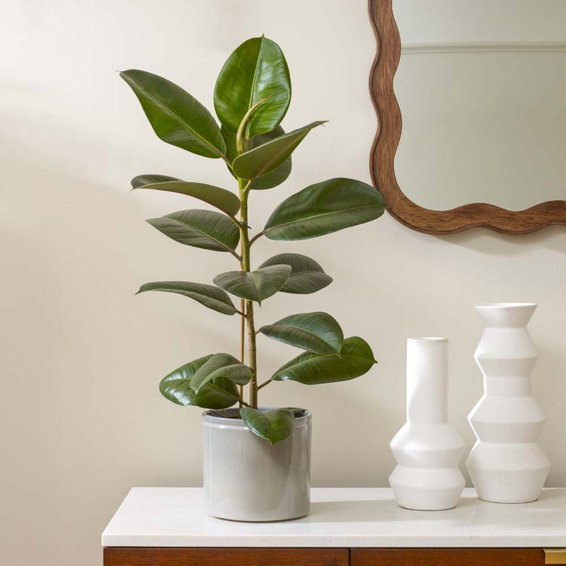 Rubber Plant & Pot
