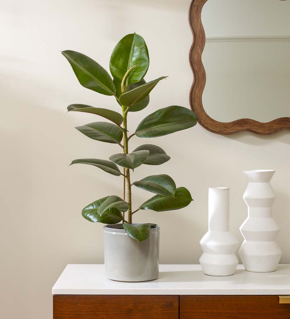 Rubber Plant & Pot