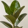 Rubber Plant & Pot