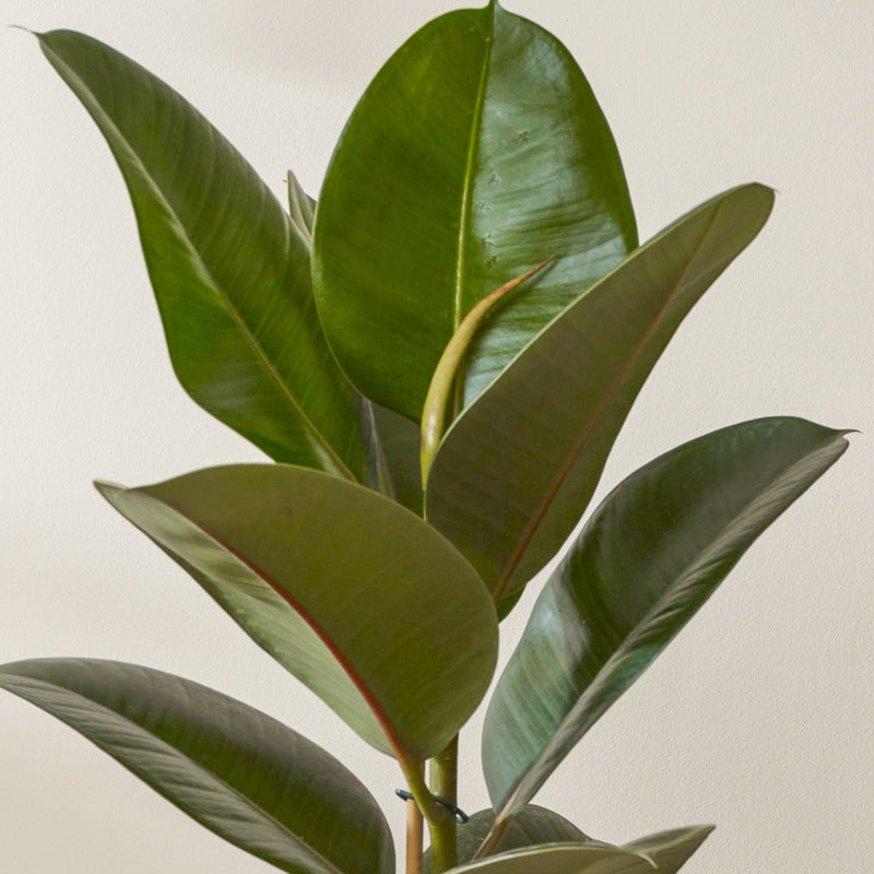 Rubber Plant & Pot