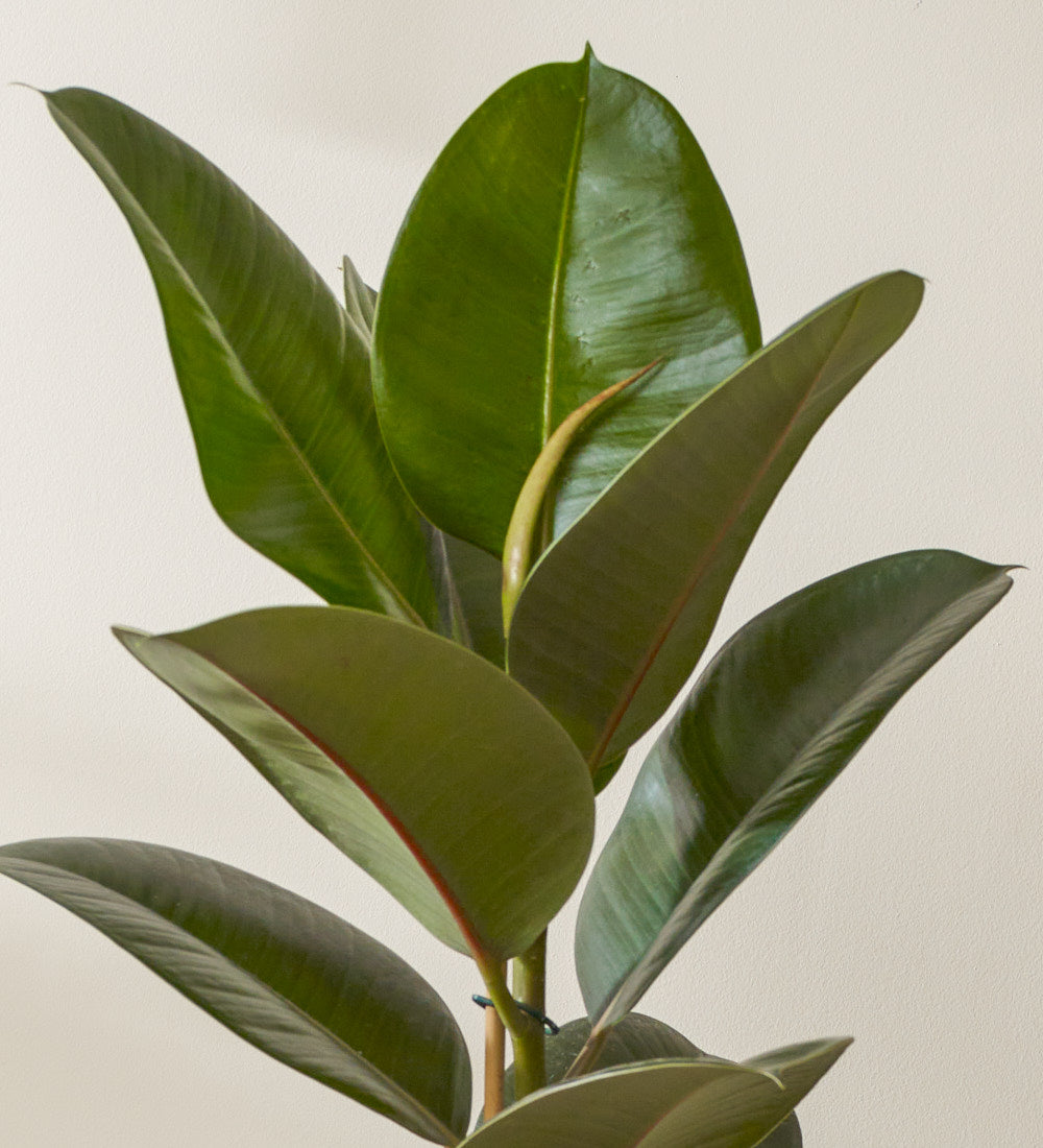 Rubber Plant & Pot
