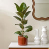 Rubber Plant & Pot