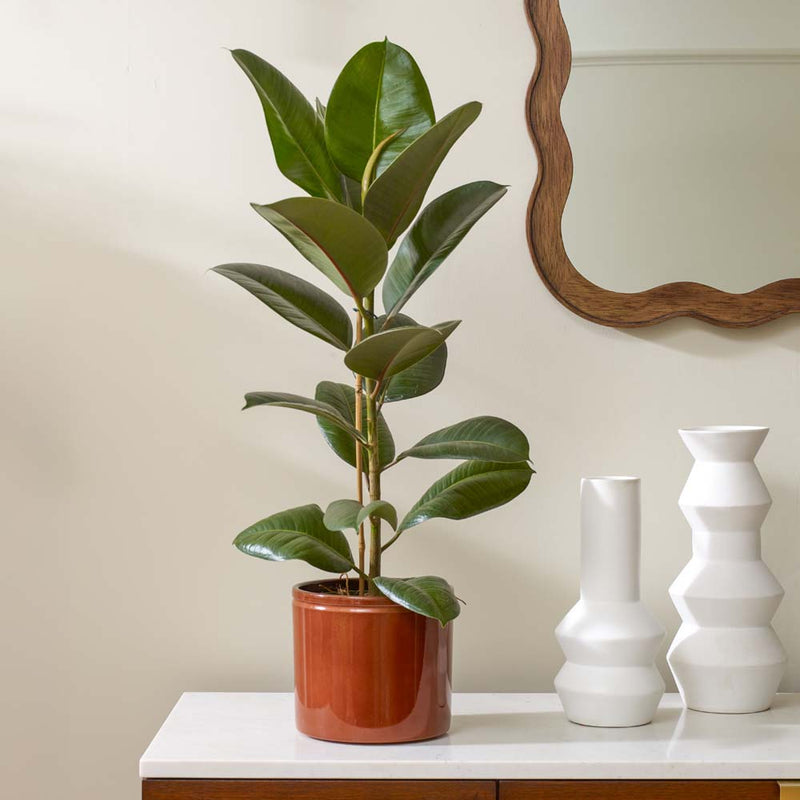 Rubber Plant & Pot