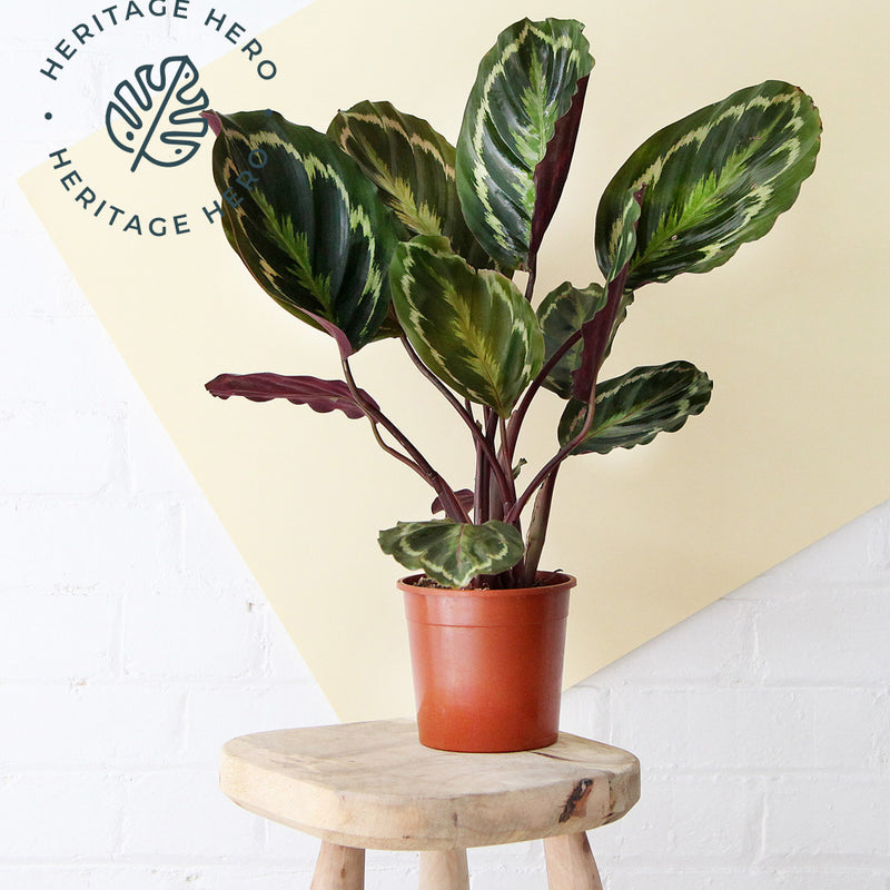 Rose Painted Calathea