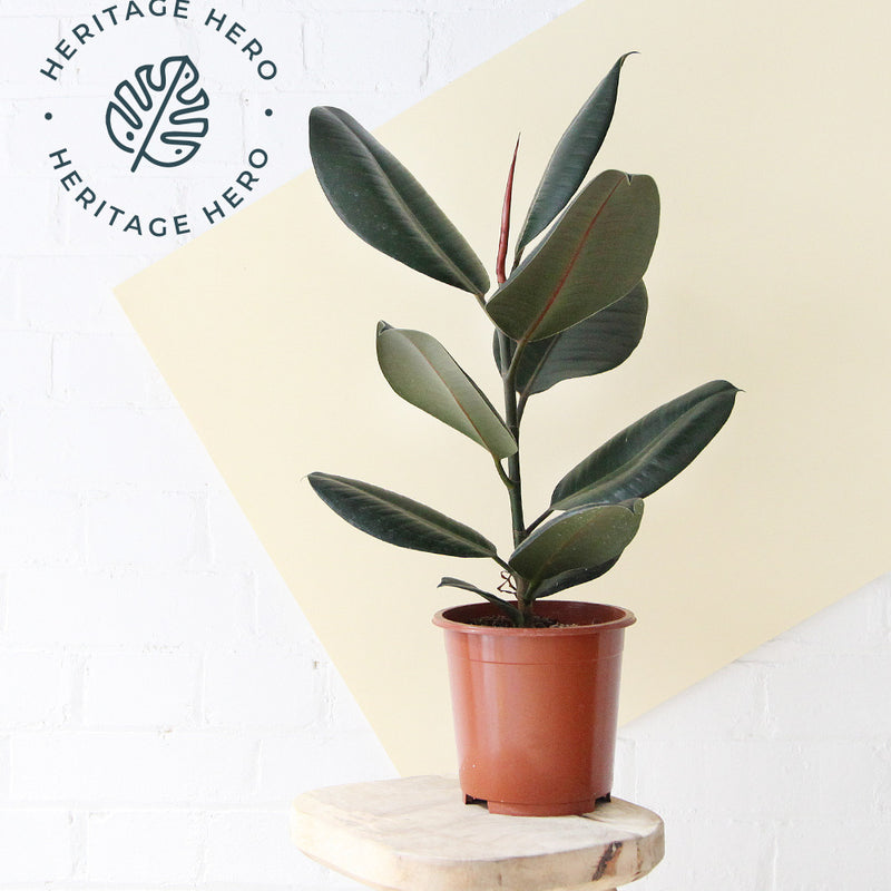 Rubber Plant