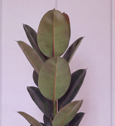 Close-up of Rubber Plant single stem glossy dark green leaves