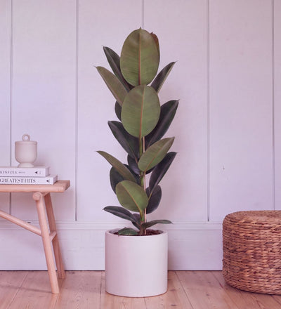 Rubber Plant single stem, 100-110cm tall, in a white pot on a wooden floor