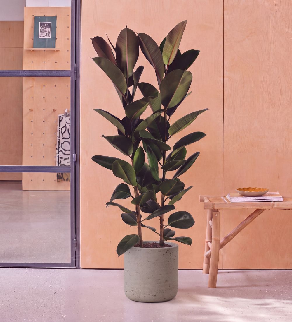 Large Rubber Plant double stem, 120-130cm tall, in a concrete pot