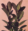 Close-up of Rubber Plant double stem foliage