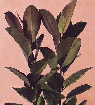 Close-up of Rubber Plant double stem foliage