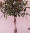 Close-up of Rubber Plant Melany deep burgundy leaves