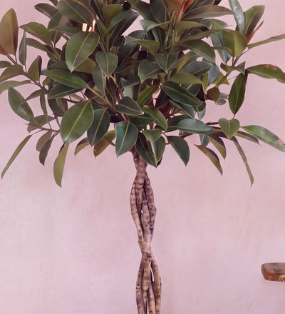 Close-up of Rubber Plant Melany deep burgundy leaves