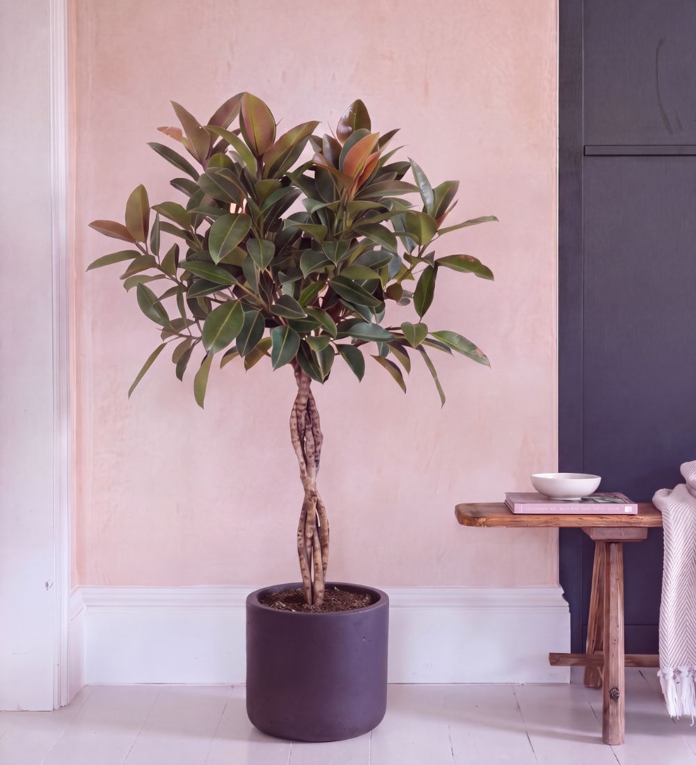 Rubber Plant Melany with a twisted stem, 120-130cm tall, in a dark plum pot
