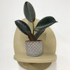 Mini Rubber Plant & pot
