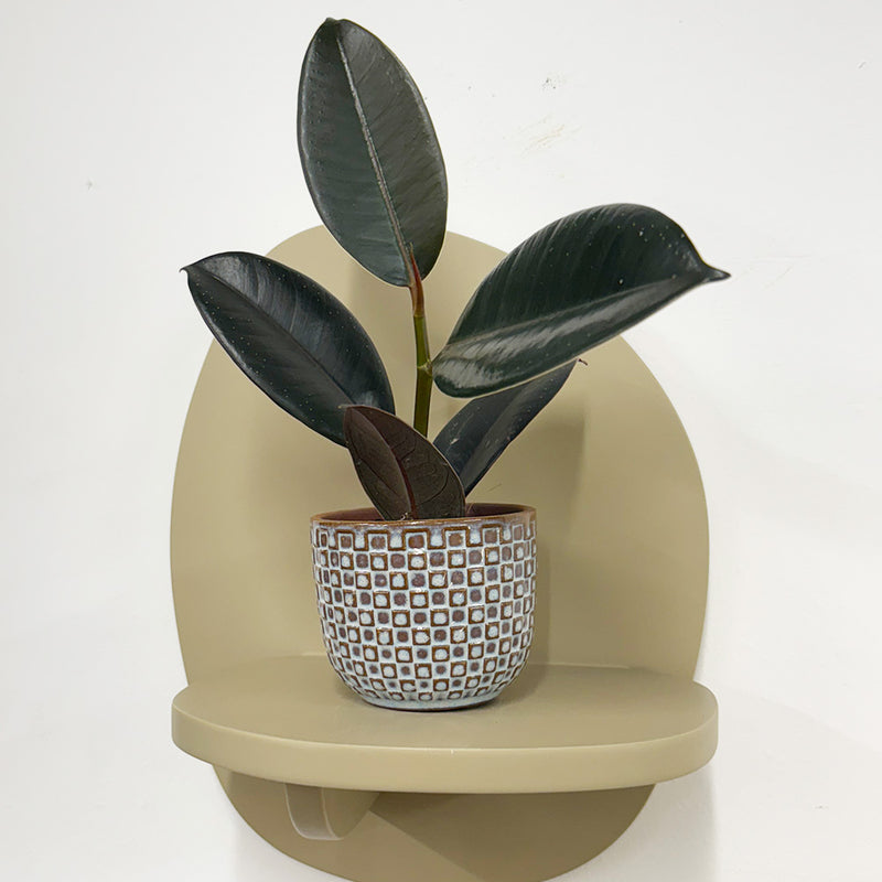 Mini Rubber Plant & pot