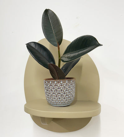 rubber plant in terracotta pot Mini Rubber Plant & pot
