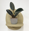 Mini Rubber Plant & pot