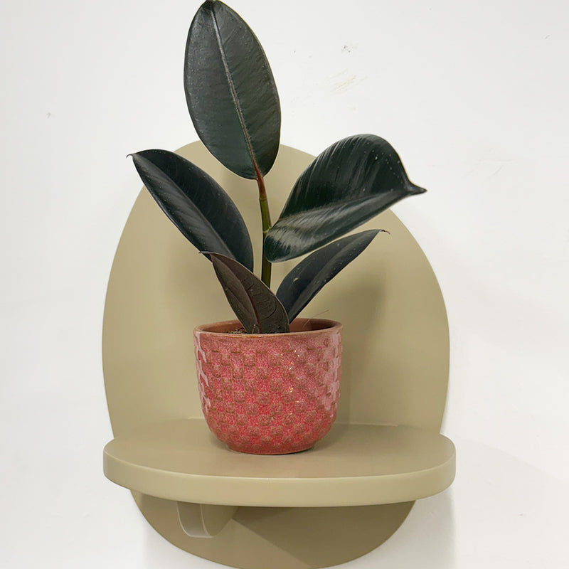 Mini Rubber Plant & pot
