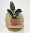 Mini Rubber Plant & pot