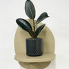 Mini Rubber Plant & pot